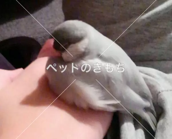 迷子鳥の画像