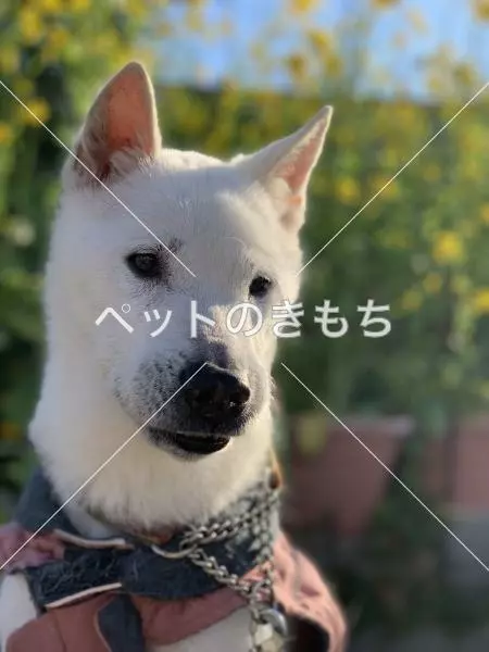 迷子犬の画像
