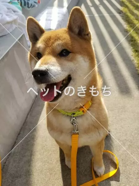 保護犬の画像