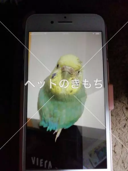 迷子鳥の画像