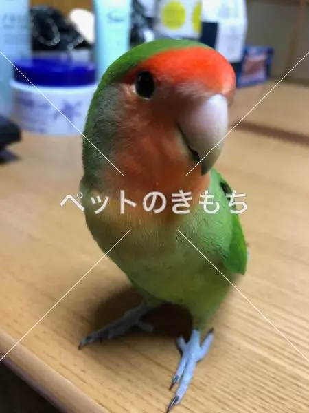 迷子鳥の画像