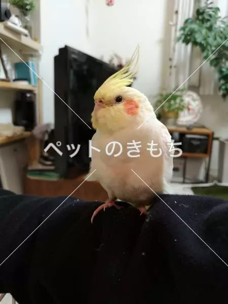 コメント投稿の画像