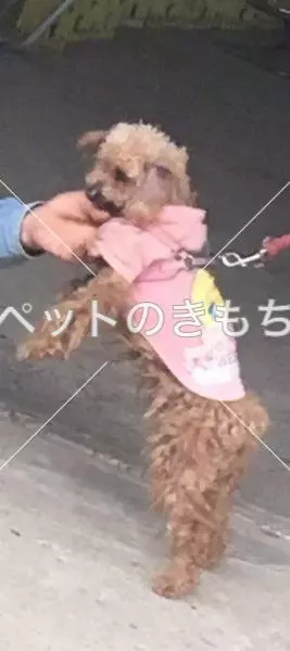 迷子犬の画像