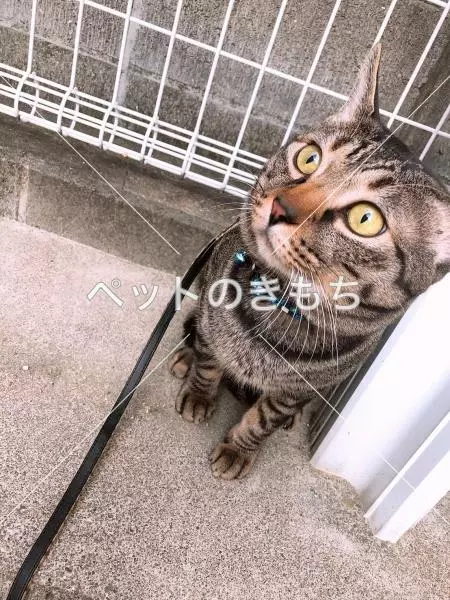 迷子猫の画像