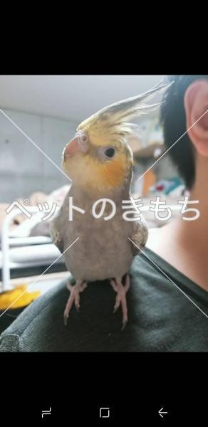 迷子鳥の画像