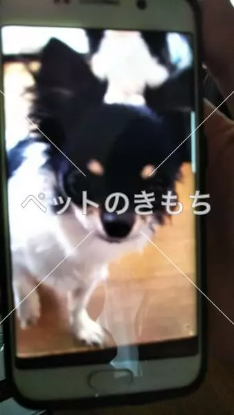 迷子犬の画像