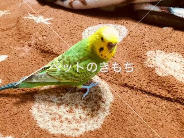 迷子鳥の画像