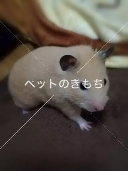 迷子ペットの画像