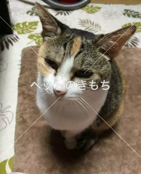 迷子猫の画像