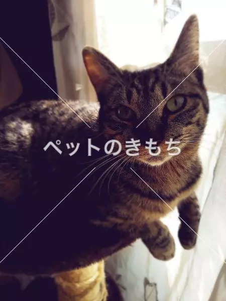 迷子猫の画像