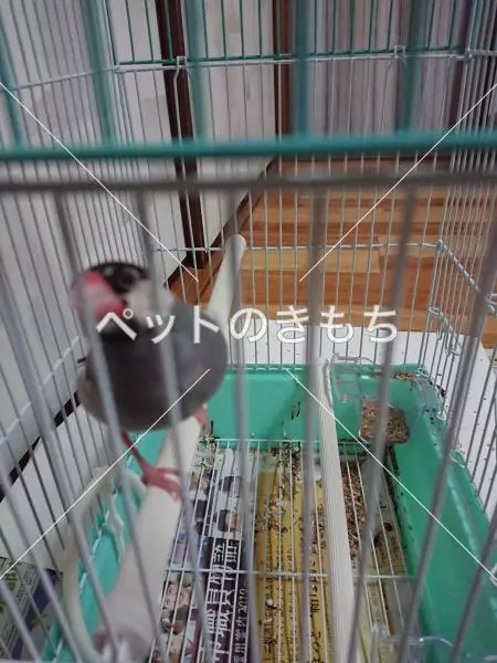 コメント投稿の画像