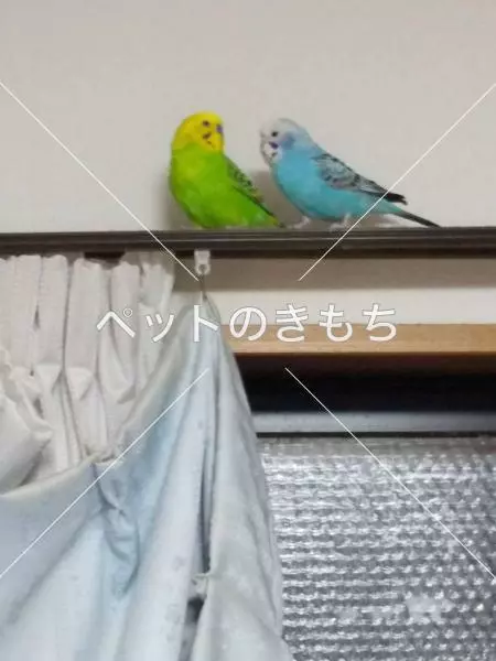 コメント投稿の画像