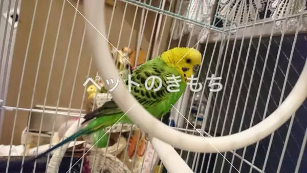 コメント投稿の画像