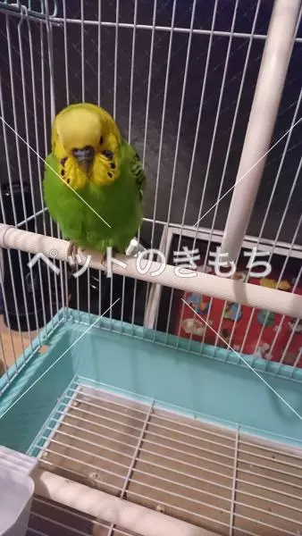 コメント投稿の画像