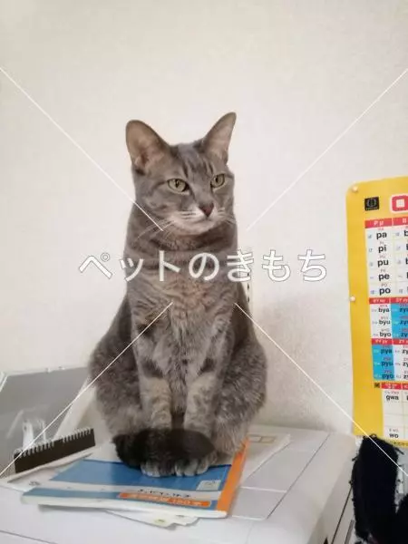 迷子猫の画像