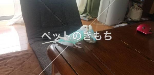 迷い鳥の写真