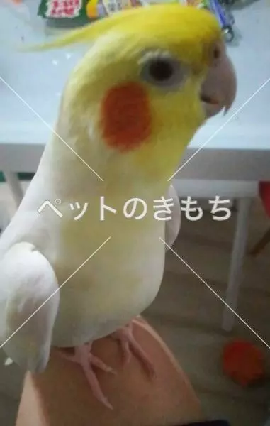 迷子鳥の画像