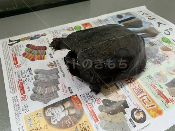 保護ペットの画像