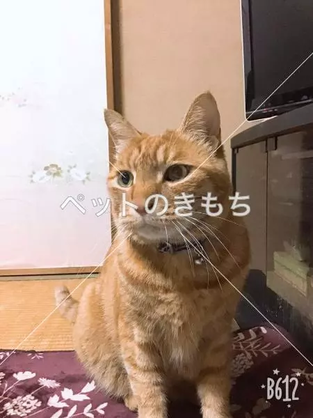 迷子猫の画像