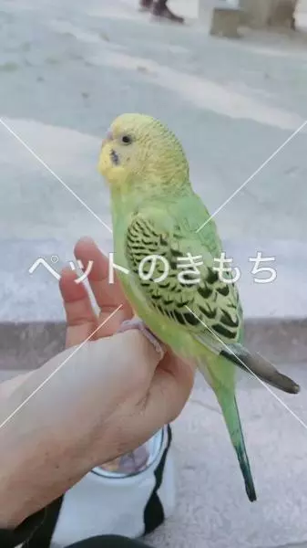 迷子鳥の画像