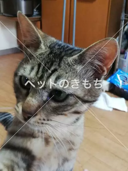 迷子猫の画像