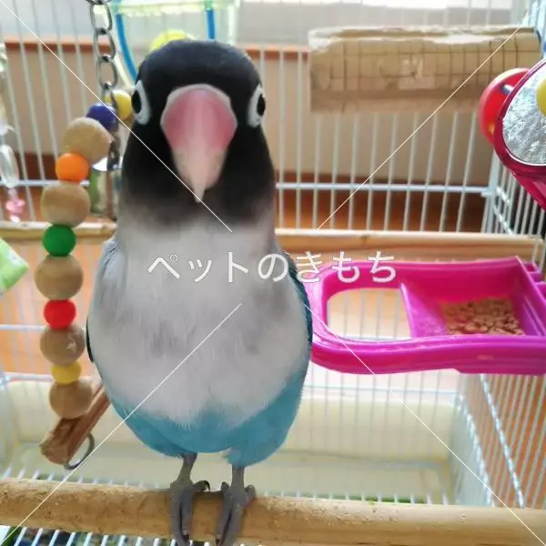 迷子鳥の画像