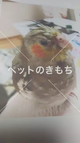 迷子鳥の画像