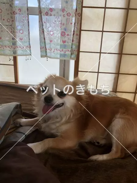 コメント投稿の画像