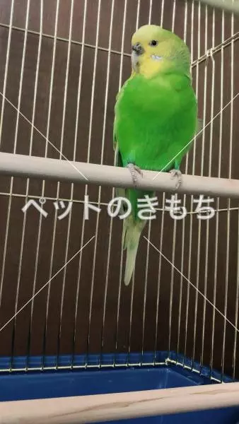 保護鳥の画像