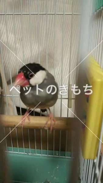 迷子鳥の画像