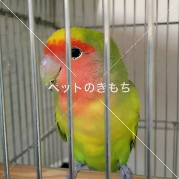 保護鳥の画像