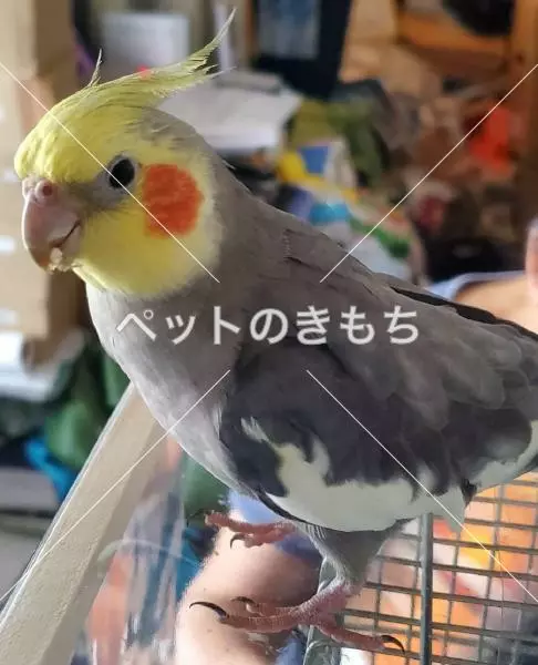 迷子鳥の画像