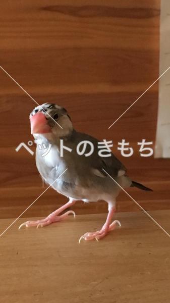 迷子鳥の画像