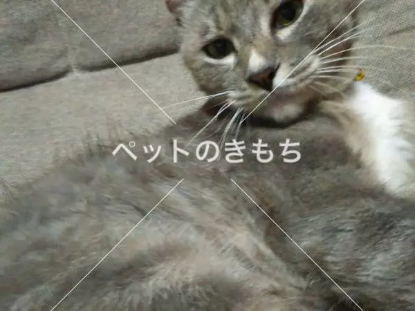 迷子猫の画像