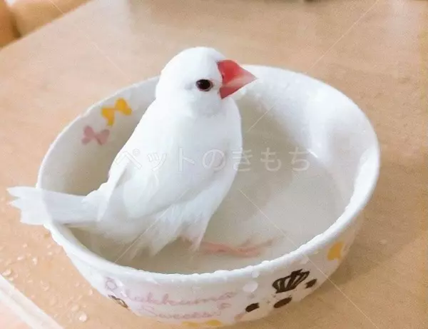 迷子鳥の画像