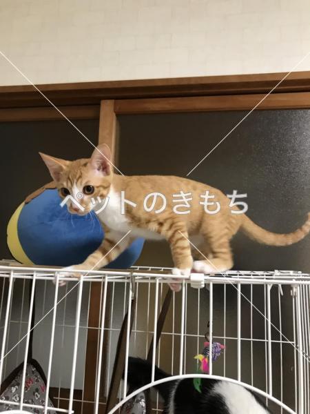 迷い猫の写真