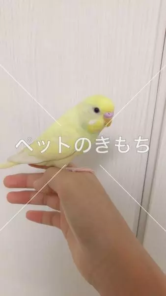 迷子鳥の画像
