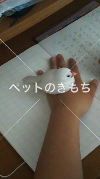 迷い鳥の写真