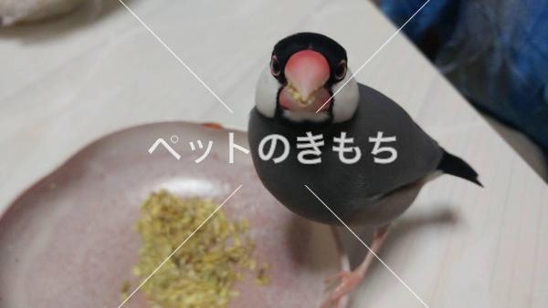 迷い鳥の写真