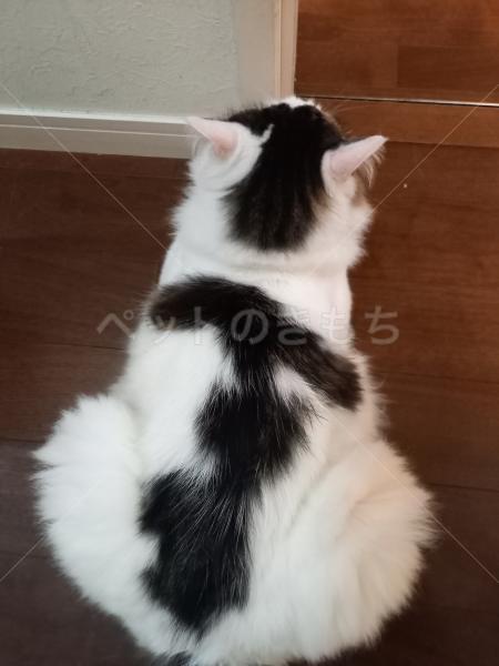 迷子猫の画像