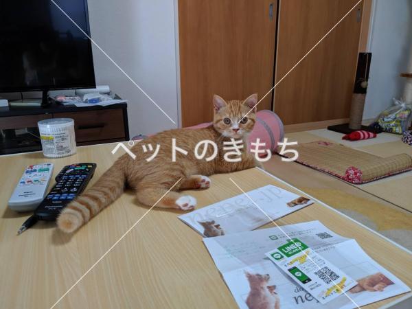 迷子猫の画像