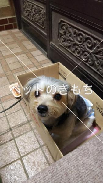 保護犬の写真