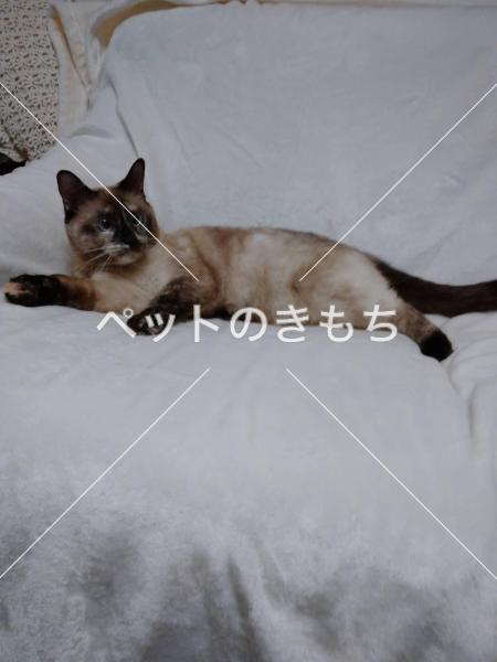 迷い猫の写真