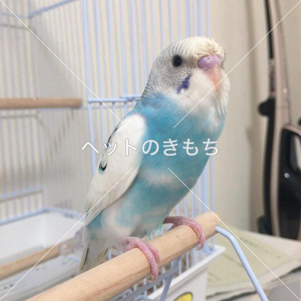 迷子鳥の画像