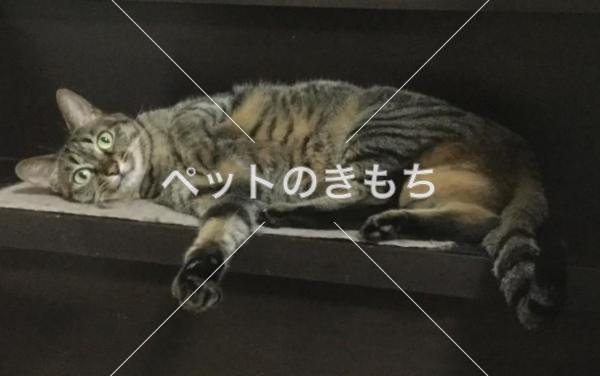 迷い猫の写真