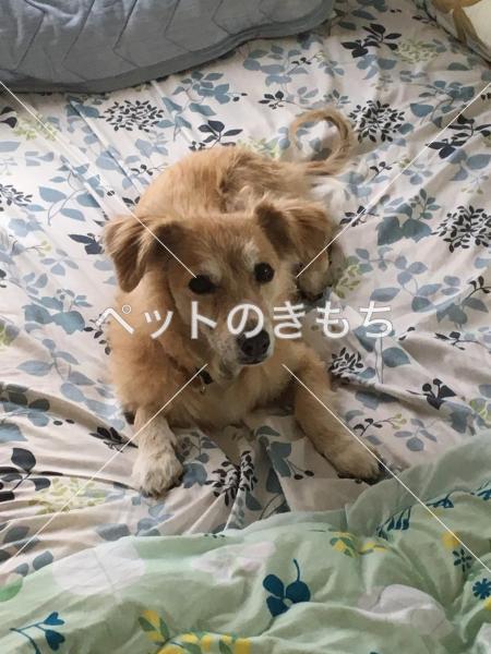 迷い犬の写真