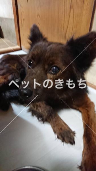 迷い犬の写真