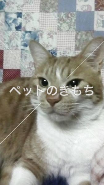 迷い猫の写真