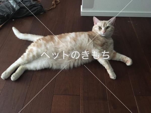 迷い猫の写真