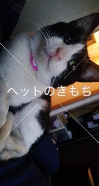 保護猫の写真
